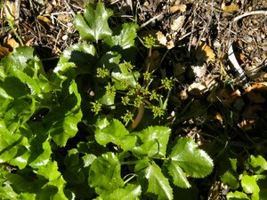 Tauschia arguta Leaf